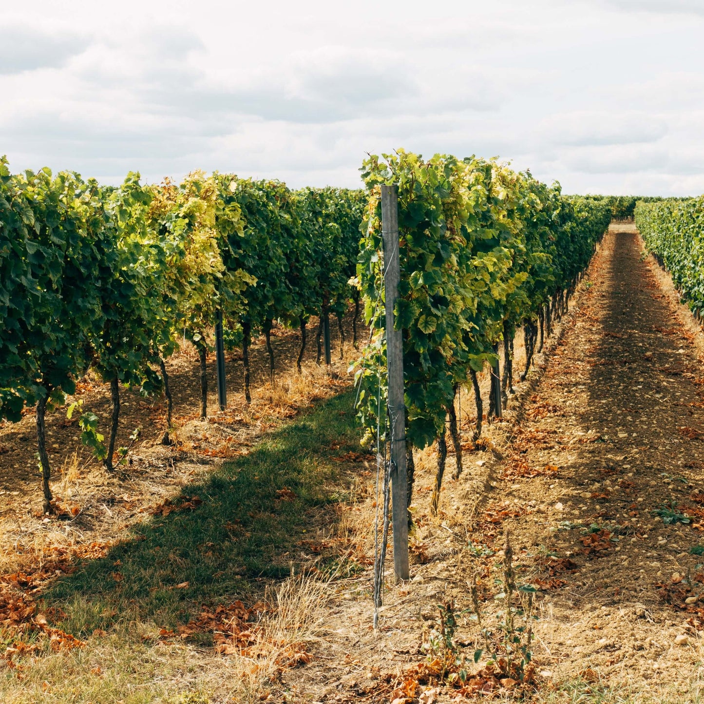 grapevines for days